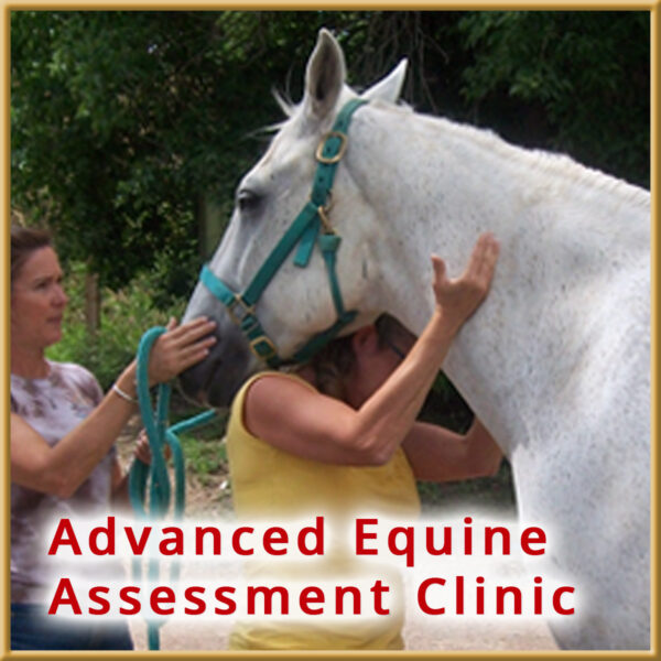 Advanced Equine Assessment Clinic