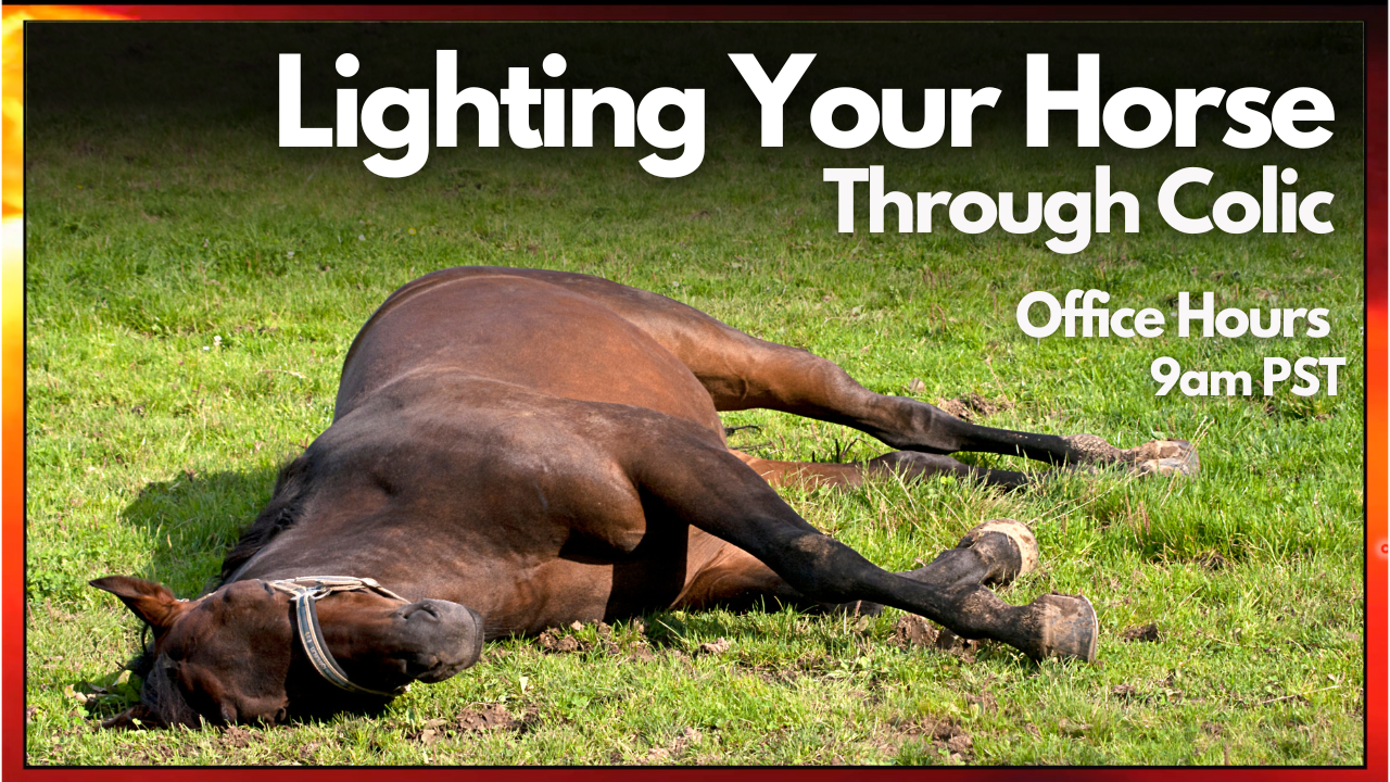 horse equine colic light therapy vet