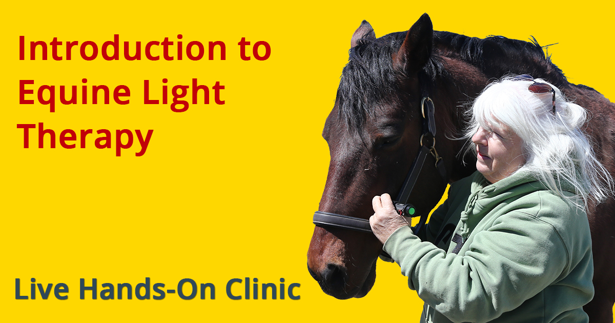 Intro To Equine Light Therapy Featured Image