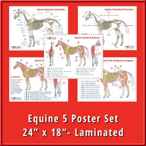 Equine 5 Poster Set