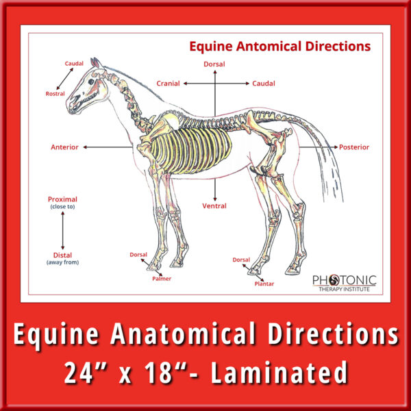 Equine Anatomical Directions