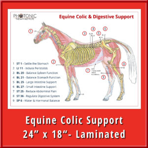 Equine Colic Points Poster