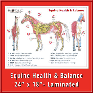 Equine Health & Balance Poster