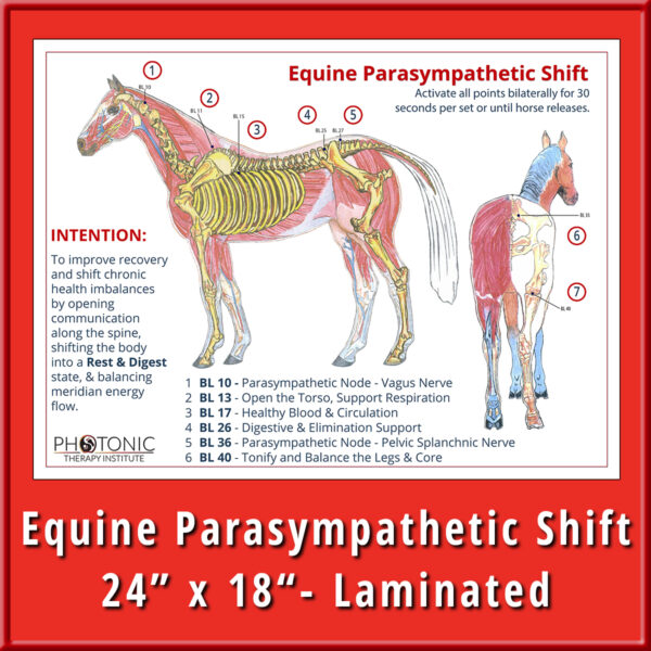 Poster - Equine Parasympathetic Shift