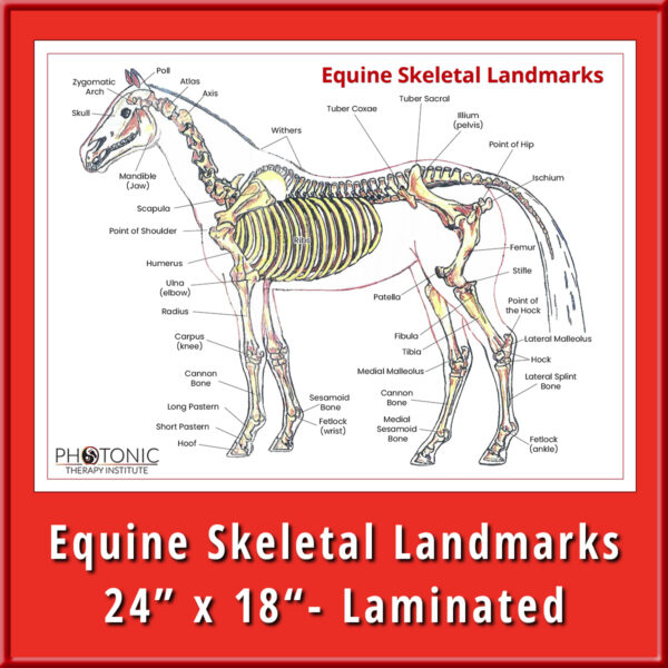 Equine Skeletal Landmarks Poster