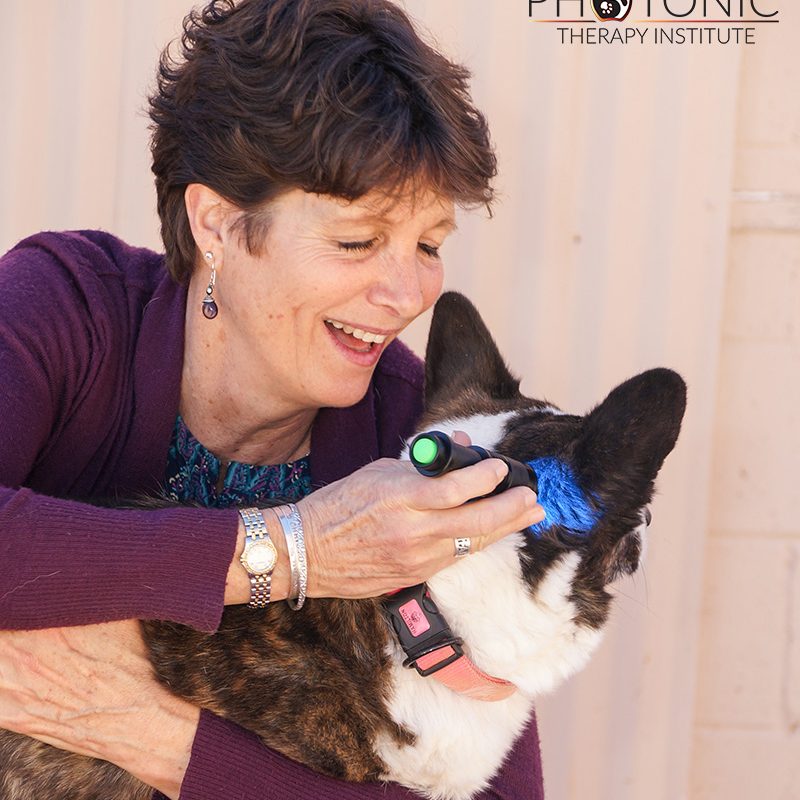 Student And Corgi With Blue Light